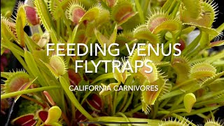 What do Venus Flytraps Eat and How [upl. by Anilec]