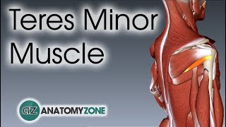 Teres Minor  Muscle Anatomy [upl. by Stucker]