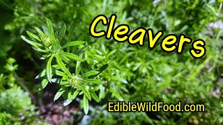 Cleavers Identification Edible and Medicinal Cleavers [upl. by Singleton553]