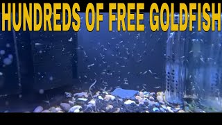 How To Breed Goldfish [upl. by Abas994]