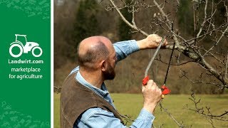 Obstbäume richtig schneiden  landwirtcom [upl. by Aneehsar]