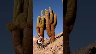 4 DAY ATACAMA DESERT EXPLORER [upl. by Bulley]