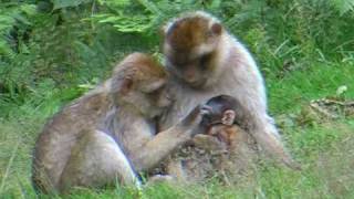 Barbary Macaques [upl. by Slaughter674]