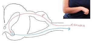 Pathophysiology of spasticity following UMN lesions [upl. by Johnna]