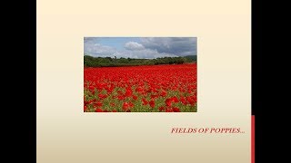 Remembrance Song Fields of poppies [upl. by Avron]