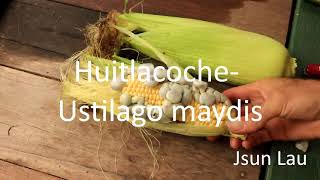 Huitlacoche Ustilago maydis Mexican delicacy [upl. by Ennairrek]