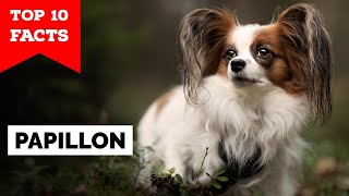 Papillon Dog  Top 10 Facts [upl. by Redmer688]