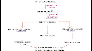 CSF CIRCULATION [upl. by Yonita]