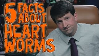 5 Things You Didnt Know About Heartworms [upl. by Noffets139]