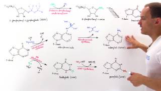 Purine Synthesis [upl. by Irat]