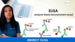 Indirect ELISA  Basics Explained [upl. by Bittner1]