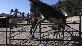 Phase 1 Gentling  Training Wild Burros [upl. by Drexler257]