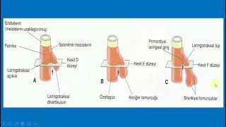 Solunum Sistemi Embriyolojisi ve Histolojisi [upl. by Riek]