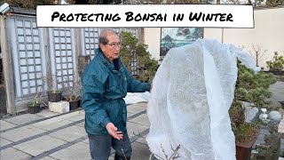 Protecting Bonsai in Winter [upl. by Grearson843]