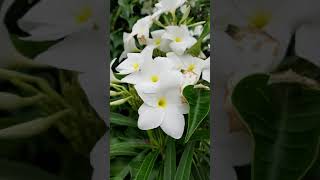 Plumeria pudica white Frangipani Bridal Bouquet [upl. by Yrehc778]