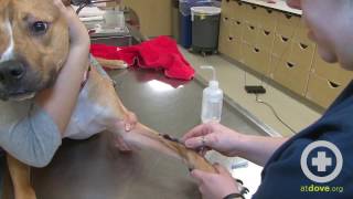 How to Do a Canine Cephalic Vein Blood Collection [upl. by Margreta]