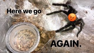 WATERING my TARANTULAS quotPart 4quot [upl. by Nodnerb]