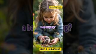 The Girl Adopted Baby Hedgehog in her house [upl. by Thetos]