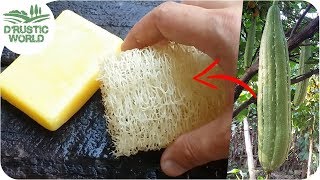 How to Make Loofah Sponge at Home [upl. by Atazroglam]