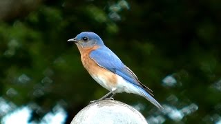 Eastern Bluebird Song FYV [upl. by Ultun]