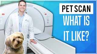 What is a PETCT Scan [upl. by Daberath]