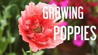 How to Grow Poppies From Seeds [upl. by Malachi]