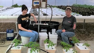 Hydroponic Tomato Nutrients  Measuring Mixing Tank System and Growing Tips [upl. by Rieth]