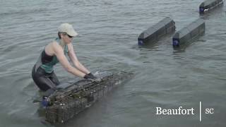 Oyster Farming in the South [upl. by Netsrak153]