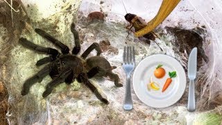 Preparing healthy FOOD for my TARANTULAS  feat Elvarg [upl. by Segal]