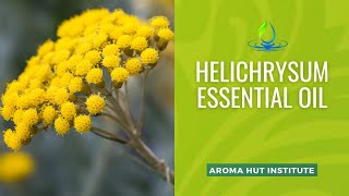 Helichrysum Essential Oil  How To Use Essential Oils [upl. by Morley945]