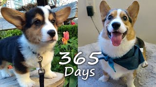 Puppyhood in 365 DAYS A CORGI PUPPY GROWS UP [upl. by Klatt]