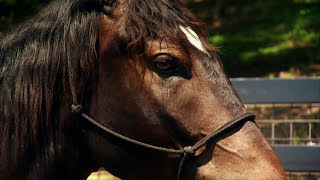 Americas Wild MustangUntamed Legacy PBS Documentary [upl. by Auston218]