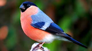 Bird Bullfinch SongPurrhula [upl. by Bruce594]