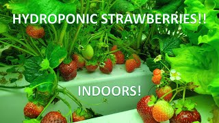 Indoor Hydroponic Strawberries Lots of Berries [upl. by Amitie]