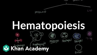 Hematopoiesis  Hematologic System Diseases  NCLEXRN  Khan Academy [upl. by Lyrred]