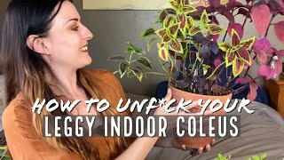 Indoor Coleus Care Pt 2  Rehabbing A Leggy Coleus  Your Questions [upl. by Krid]