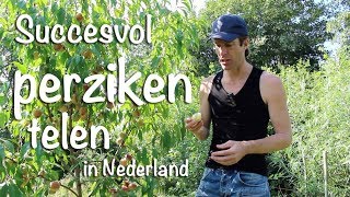 Succesvol perziken telen in Nederland [upl. by Ainahs452]