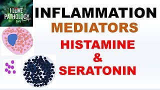 INFLAMMATION Part 4 Chemical Mediators HISTAMINE amp SEROTONIN [upl. by Eetsim]