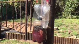 Killing Flies How to make a homemade fly trap [upl. by Vanda]