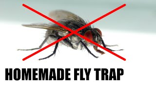 Make a Homemade Fly Trap  Science Project [upl. by Eednam]