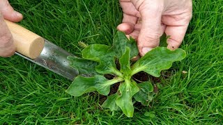 6 Edible Weeds That Are More Nutritious Than Store Bought Veggies [upl. by Ennovahc475]