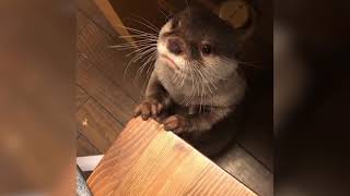 Otter Makes Adorable Noises When Asking for Dinner [upl. by Ettezil]