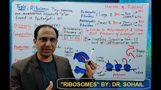 Ribosomes Structure and Functions [upl. by Dulci]