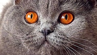 British Shorthair Cat Eyes Color [upl. by Oizirbaf]