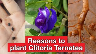 How to plantgrowcare clitoria ternatea  Butterfly pea health benefits  Blue ternate tea [upl. by Adnahc193]