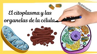 LA CÃ‰LULA EUCARIOTA  Citoplasma y organelas [upl. by Harriot]