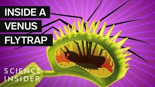 Whats Inside A Venus Flytrap [upl. by Ahseinod]