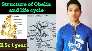 Structure of Obelia [upl. by Schnell657]