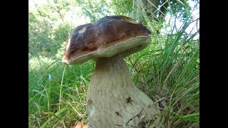 Large Penny Bun Porcini Cep King Bolete Boletus edulis identification [upl. by Nireil]