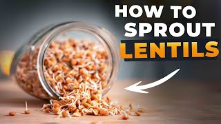 HOW TO SPROUT LENTILS And Why [upl. by Lisbeth]